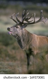 Red Deer, Cervus Elaphus, Single Male, UK