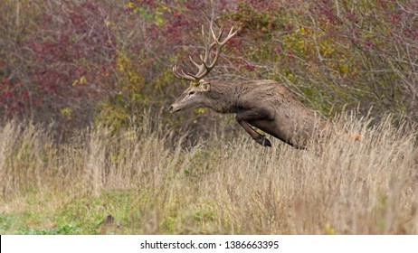 Red deer, cervus elaphus, stag jumping in high grass in autumn. Wild animal running fast in nature.