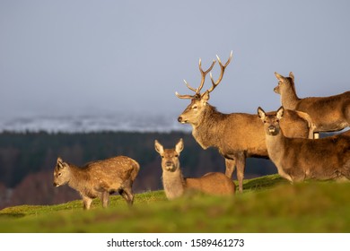 Red Deer, Cervus elaphus, stag, females and calf in group caught in full sunlight with snowy mountain background during December/winter in Scotland.