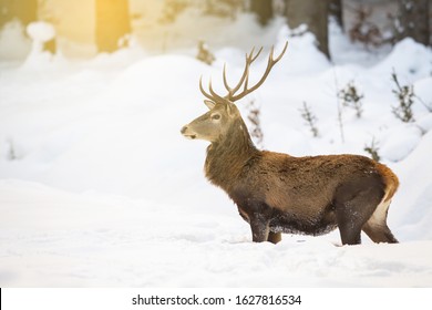 Red deer, cervus elaphus, stag standing in deep snow in the morning while sun is raising in forest. Natural wildlife scenery with wild mammal looking aside with copy space.