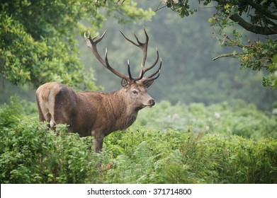 Red Deer (Cervus Elaphus) Stag In Forest