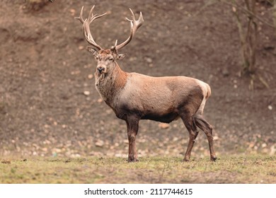 15,461 Deer species Images, Stock Photos & Vectors | Shutterstock