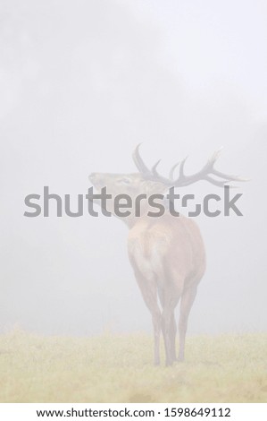 Similar – Image, Stock Photo no a Hirsch Nature Animal