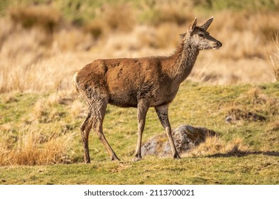 Red Deer Close Up On Moorland In Scotland