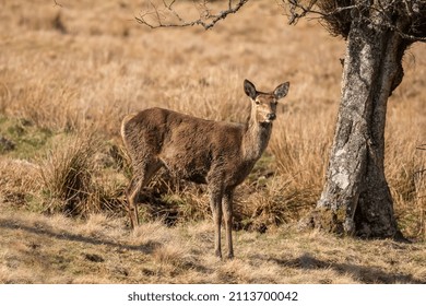 Red Deer Close Up On Moorland In Scotland