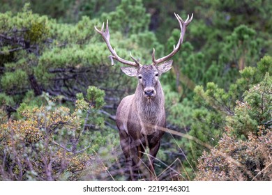 Red Deer Close Up In Wildlife