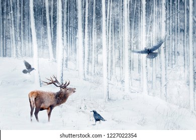 Red deer and crows in the winter snowy forest. Artistic winter image. Winter wonderland. - Powered by Shutterstock