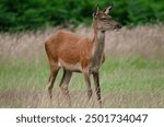 Red deer doe in grasses