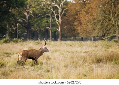 Red deer during rut season in October, Autumn, Fall