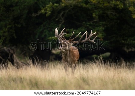 Red deer during rut time. Deer roaring in the mountains. European wildlife. 