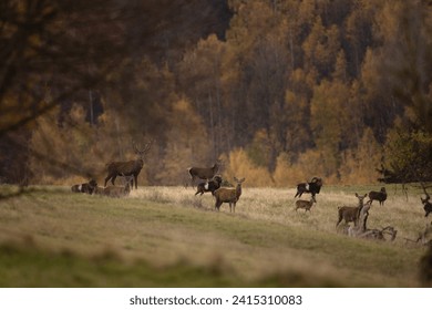 Red deer during rutting time. Red deers and mouflons are together on the meadow. Mountains full of animals. 