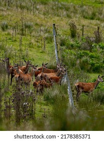 Red Deer Of Exmoor National Park