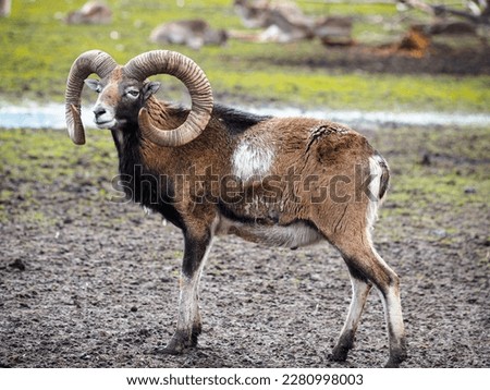 Red deer, fallow deer majestically powerful adult animal outside the forest. Mouflons that live with deer. A large animal in the natural forest. The wild landscape creates nature. Deer garden.