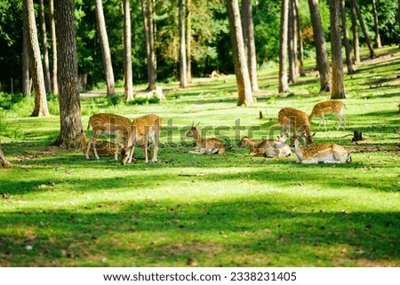 Red deer fallow deer majestically powerful animal in the forest. Animals in the natural forest. The wild nature landscape. Deer garden.