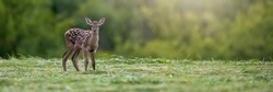 Red Deer Fawn With White Spots On A Fur Standing On A Green Meadow In Summer