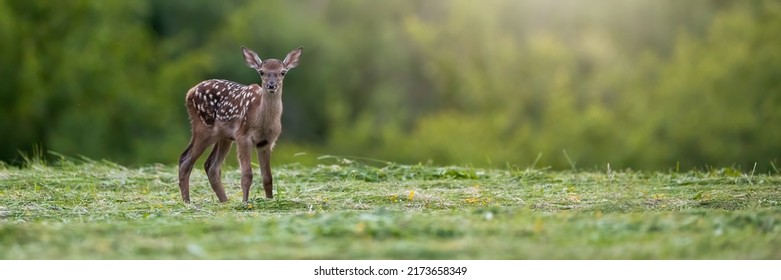 red deer fawn with white spots on a fur standing on a green meadow in summer - Shutterstock ID 2173658349