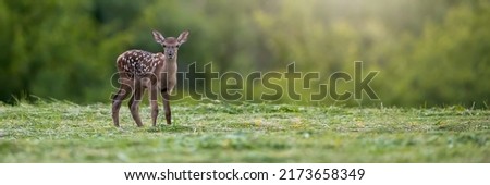 red deer fawn with white spots on a fur standing on a green meadow in summer