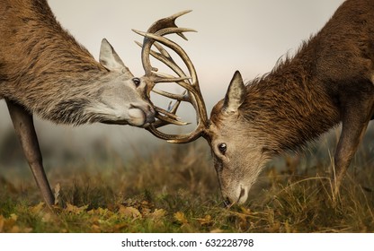 Red Deer Fight During The Rut