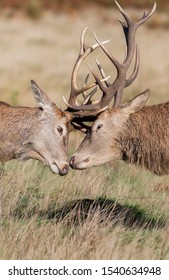 Red Deer Fight During Rutting Season