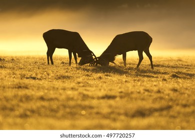 Red Deer Fighting During Rut, UK