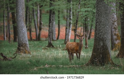 Red Deer In Schönbuch Forest