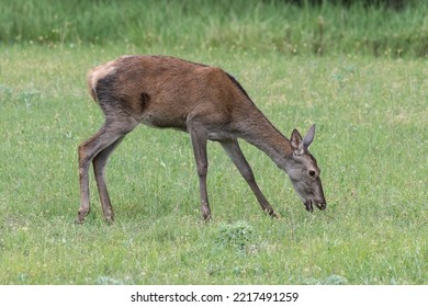 Red Deer Grazing On Meadow