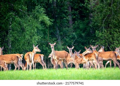 25,726 Herd hunting Images, Stock Photos & Vectors | Shutterstock