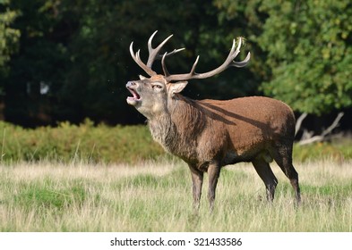 Red Deer Head, Cervus Elaphus