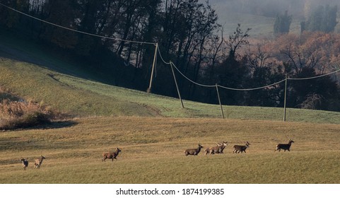 Red Deer Herd, Monte Sole Historical Park, Italy.