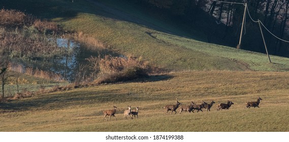 Red Deer Herd, Monte Sole Historical Park, Italy.