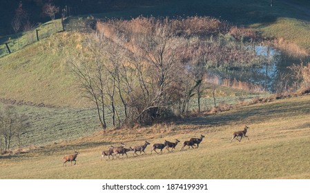 Red Deer Herd, Monte Sole Historical Park, Italy.