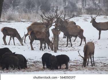 Red deer herd and wild boars eating at feeder place in forest on snow. Wildlife in winter time