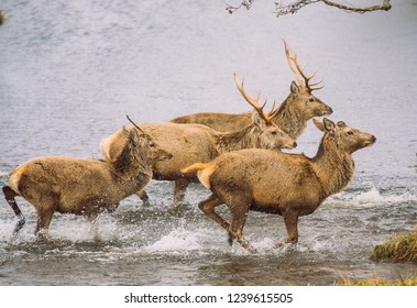 Red deer in the Highlands of Scotland, UK. Two stags and two hinds running through a river with water splashing up, facing right. Scientific name :  Cervus elaphus  Landscape, horizontal