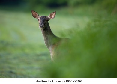 Red Deer Hind Peeking Out Of Green Bushes In Summer Nature