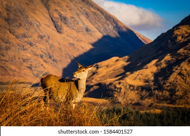 Red deer hind in Scottish Highlands