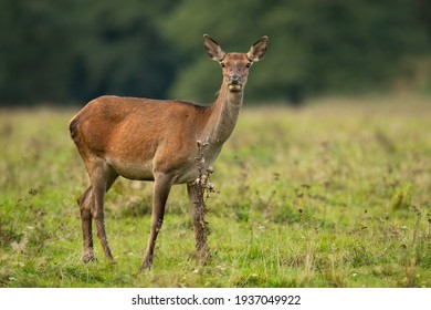 Red deer hind standing on meadow in autumn nature.