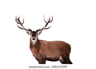 Red deer isolated on white background
