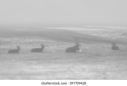 Red Deer K