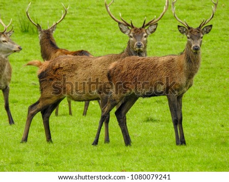 Red Deer, Killarney National Park , Kerry