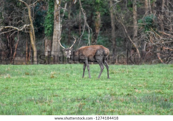 Red Deer Killarney National Park Kerry Stock Photo Edit Now