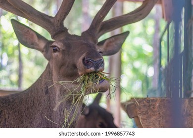 A red deer with large horns eats hay from a feeder.