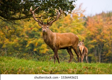 Wapiti Images Stock Photos Vectors Shutterstock