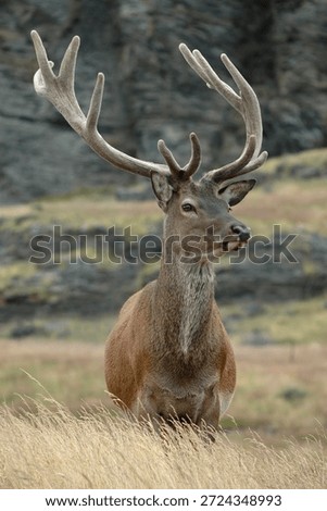 Red Deer in long grass