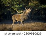 Red deer male, cervus elaphus, rutting during mating season on a field near a forest in purple heather blooming. 
National parc de Hoge Veluwe, the Netherlands Europe. 