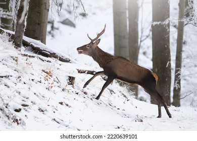 Red deer in movement in white forest in wintertime