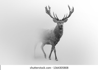 Red deer nature wildlife animal walking in a fog background