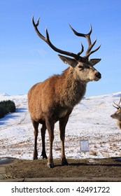 Red Deer On The A82 In Scotland