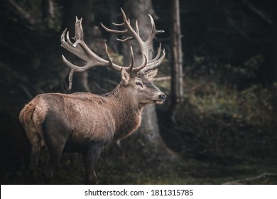 Red Deer On Open Field 