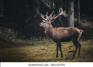 Red Deer On Open Field 