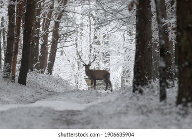 Red Deer On The Snowy Road